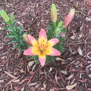 Meet your Posher, Kim